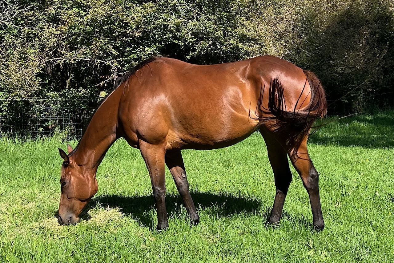 Equatori (retired)